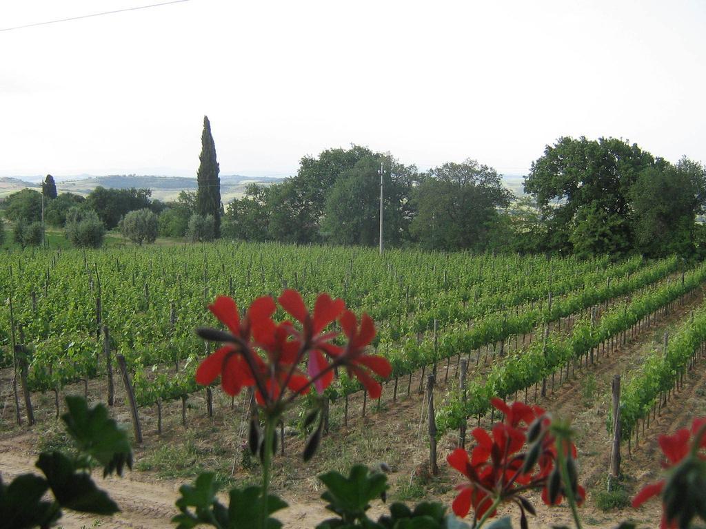 Antico Podere La Martinella San Quirico dʼOrcia Exterior foto